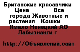 Британские красавчики › Цена ­ 35 000 - Все города Животные и растения » Кошки   . Ямало-Ненецкий АО,Лабытнанги г.